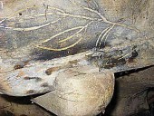 2)Le decorazioni del carro antico