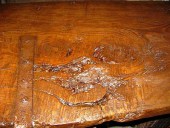 Una delle cipollature del castagno